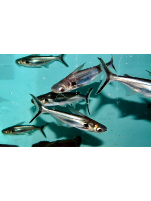 Pangasius pangasius (Köpekbalığı - Pangasus)-ML-10 CM