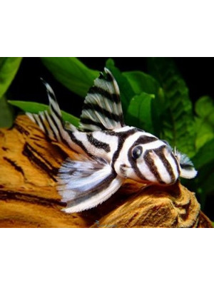 Hypancistrus zebra-L046-6-7 cm-