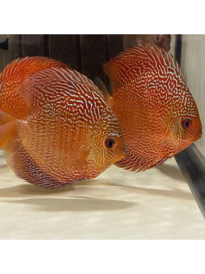 Discus Madness Red Snakeskin – 10-12 cm