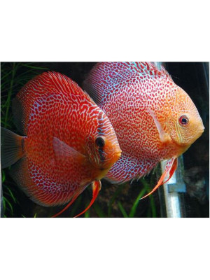 Discus Madness Red Snakeskin – 10-12 cm