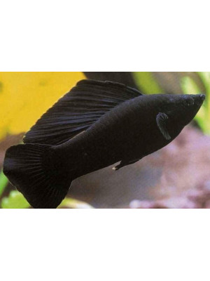 Siyah Moli (Poecilia sphenops)